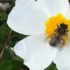 Descubre el mundo de los insectos con platalea 8 de mayo jardín botánico dunas del odiel que hacer en huelva con niños