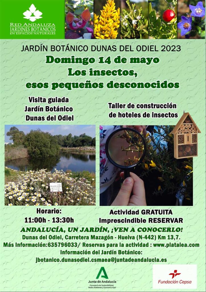 14 de mayo los insectos actividad para ninos platalea